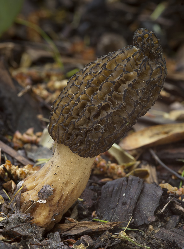 Morchella conica